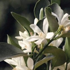 Chloé Chloé Naturelle Eau De Parfum - 30 Ml 26 Chloé Chloé Naturelle Eau De Parfum - 30 Ml -Parfum Speciaal Winkel 1200x1200 146