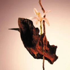 Hugo Boss The Scent For Her Eau De Parfum Spray 30 Ml -Parfum Speciaal Winkel 1200x1200 223