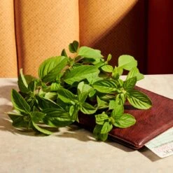 Gucci Guilty Pour Homme Parfum -Parfum Speciaal Winkel 1200x1200 376