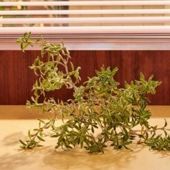 Gucci Guilty Pour Homme Parfum -Parfum Speciaal Winkel 1200x1200 377