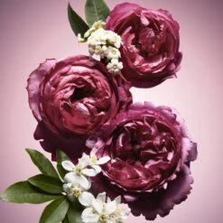 Viktor & Rolf Flowerbomb Nectar 50 Ml - Eau De Parfum - Damesparfum -Parfum Speciaal Winkel 1200x1200 60