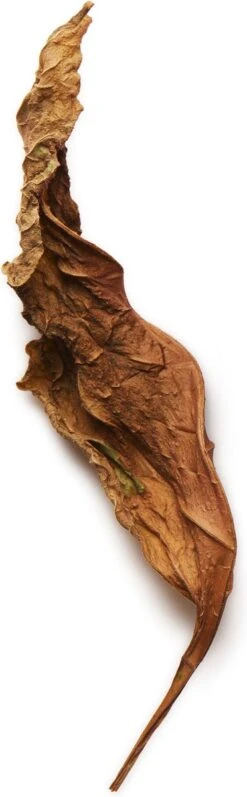 Giorgio Armani Acqua Di Gio Absolu 75ml - Eau De Parfum - Herenparfum 30 Giorgio Armani Acqua Di Gio Absolu 75ml - Eau De Parfum - Herenparfum -Parfum Speciaal Winkel 372x1200 1