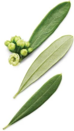 Giorgio Armani Armani Code 125 Ml - Eau De Toilette - Herenparfum -Parfum Speciaal Winkel 678x1200 2