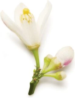 Giorgio Armani Code 50 Ml - Eau De Parfum - Damesparfum -Parfum Speciaal Winkel 923x1200 1