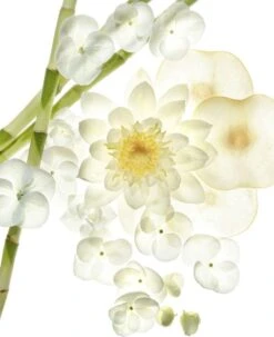 Bvlgari Omnia Crystaline 40 Ml - Eau De Toilette - For Women -Parfum Speciaal Winkel 978x1200